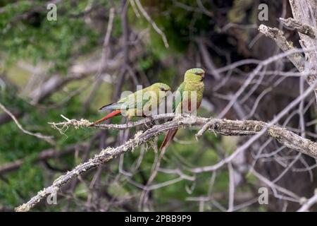 Coppia di Parakeets Australi (Enicognathus ferrugineus) in un albero, Valle di Chacabuca, Patagonia Foto Stock