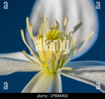 Clematis armandii fiorito in primavera in un giardino di campagna del Devon. Foto Stock