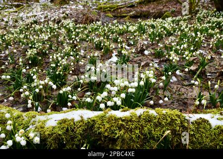 fiocchi di neve in fiore su un pavimento di foresta umido Foto Stock