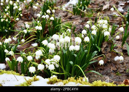 fiocchi di neve in fiore su un pavimento di foresta umido Foto Stock