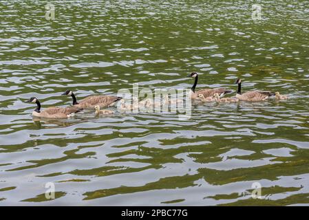 Quattro oche canadesi con gocings nuotano sul Loch Leven nel Cypress Hills Interprovincial Park, SK Foto Stock