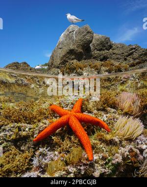 Stelle marine sott'acqua e un uccello di gabbiano su una roccia, Mar Mediterraneo, vista su e sotto la superficie dell'acqua, Spagna, Catalogna Foto Stock