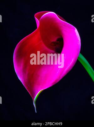 Adorabile giglio rosa Calla Foto Stock