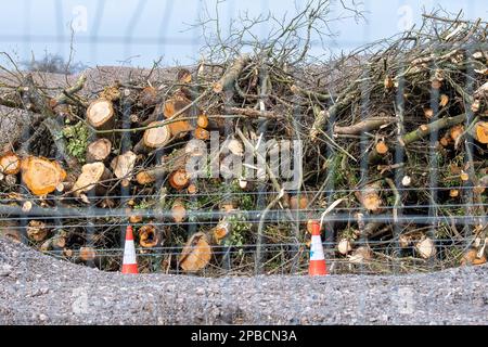 Wendover Dean, Buckinghamshire, Regno Unito. 12th marzo, 2023. Alberi abbattuti da HS2 ad uno dei loro composti. I lavori di costruzione della High Speed Rail 2 fase 1 sono in corso, tuttavia questa settimana è stato annunciato che la fase Birmingham-Crewe del HS2 è stata messa in attesa a causa dell'aumento dei costi. I costi attuali del progetto sono enormemente superiori al budget e si prevede che superino i 100 miliardi di sterline. Il HS2 sta avendo un impatto estremamente negativo sui residenti che vivono lungo la linea alcuni dei quali hanno fatto demolire le loro case e gli agricoltori hanno fatto la loro terra presa entro il HS2, ma presumibilmente sono ancora da recuperare Foto Stock