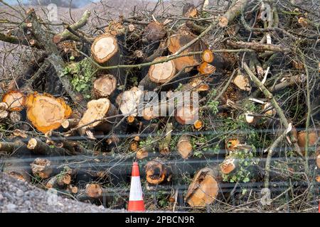 Wendover Dean, Buckinghamshire, Regno Unito. 12th marzo, 2023. Alberi abbattuti da HS2 ad uno dei loro composti. I lavori di costruzione della High Speed Rail 2 fase 1 sono in corso, tuttavia questa settimana è stato annunciato che la fase Birmingham-Crewe del HS2 è stata messa in attesa a causa dell'aumento dei costi. I costi attuali del progetto sono enormemente superiori al budget e si prevede che superino i 100 miliardi di sterline. Il HS2 sta avendo un impatto estremamente negativo sui residenti che vivono lungo la linea alcuni dei quali hanno fatto demolire le loro case e gli agricoltori hanno fatto la loro terra presa entro il HS2, ma presumibilmente sono ancora da recuperare Foto Stock