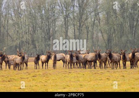 Roosevelt Elk, William Finley National Wildlife Refuge, Oregon Foto Stock
