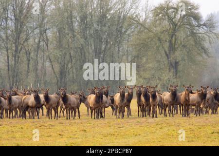 Roosevelt Elk, William Finley National Wildlife Refuge, Oregon Foto Stock