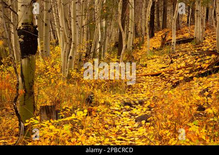 Tronchi di Quaking aspen (Populus tremuloides), Deschutes National Forest, Oregon Foto Stock