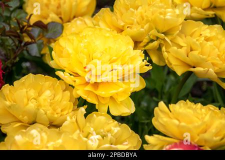 Brillante, giallo Tulipa Pomponette giallo in primavera, primo piano Foto Stock