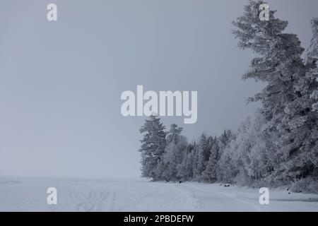 La brina di buoi copre gli alberi e forma i cristalli di piuma nell'aria umida del Minnesota del nord sul lago di Gunflint vicino alle acque di confine Canoe Area Wildernes Foto Stock