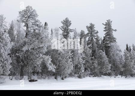 La brina di buoi copre gli alberi e forma i cristalli di piuma nell'aria umida del Minnesota del nord sul lago di Gunflint vicino alle acque di confine Canoe Area Wildernes Foto Stock