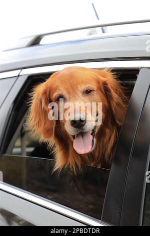 Il cane Golden Retriever guarda fuori dal finestrino dell'auto durante la guida e sorride con il naso nel vento Foto Stock