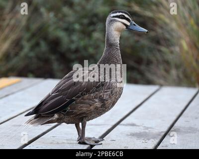 Vista laterale di un'anatra nera del Pacifico in piedi su una piattaforma o ponte di legno, con vegetazione sullo sfondo Foto Stock