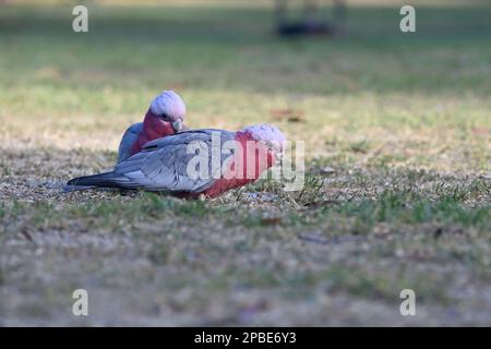 Due galà in piedi sull'erba tagliata, con la parte anteriore che mangia qualcosa Foto Stock