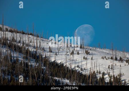 La luna scivola sotto un crinale di montagna ghiacciato al Parco Nazionale di Yellowstone la mattina presto, mentre i lupi urlano in lontananza Foto Stock