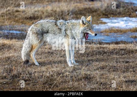 Gyawning Coyote nella valle di Lamar del Parco Nazionale di Yellowstone mentre il sole tramonta Foto Stock