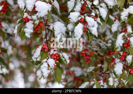 Mele granchio nella tempesta di neve all'inizio dell'autunno che mostra i colori luminosi di Natale Foto Stock