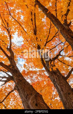 Gli aceri colorati emergono sul paesaggio autunnale mentre il tempo autunnale diventa più fresco durante il cambio di stagione Foto Stock