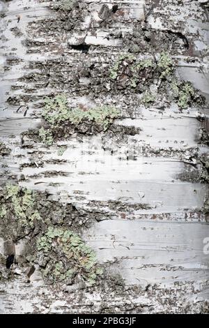 Betulla albero di corteccia Texture Foto Stock