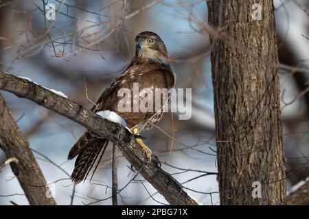 Un giovane falco dalla coda rossa predica uno scoiattolo ignaro nelle foreste invernali settentrionali del Minnesota Foto Stock
