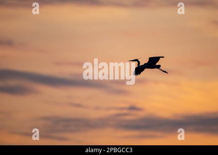 Un grande airone blu scivola sopra il fiume Mississippi al tramonto vicino al rookery degli airon a Minneapolis, Minnesota Foto Stock