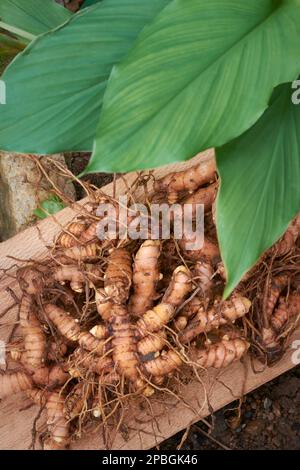 rizomi curcuma appena raccolti o radici con le sue foglie di pianta, curcuma longa, spezie comunemente usate in cucina e medicina, struttura simile alle radici Foto Stock