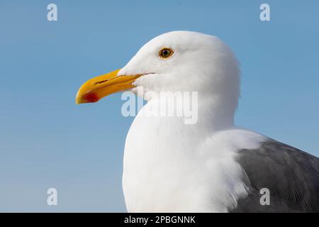Un gabbiano californiano si affaccia sulla spiaggia di la Jolla, California, come una calda brezza dal mare pennellata dolcemente a terra Foto Stock