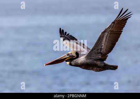 Un bel pellicano bruno della California sorvola l'oceano aperto al primo sole della luce del giorno con una grande apertura alare per dimostrare la sua bellezza in volo che scivola con la Th Foto Stock