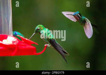 Un colibrì eremita verde sulla sinistra e un colibrì gem di montagna a gola viola sulla destra nella foresta nuvolosa di Monte Verde in Costa Rica Foto Stock