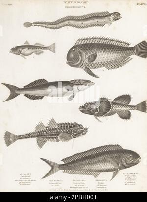 Pesce bandito rosso, Cepola macroftalma 1, remora comune, Remora remora 2, gabby di sabbia, Pomatoschistus minutus 3, mahi-mahi, Coryphaena hippurus 4, fivefinger wrasse, Iniistius pentadactylus 5, tadpole fish, Raniceps raninus 6, e testa di tori armati, Agonus cataphractus 7. Incisione su copperplate di Thomas Milton dalla Cyclopedia di Abraham Rees o Dizionario universale delle Arti, delle Scienze e della Letteratura, Longman, Hurst, Rees, Orme, Paternoster Row, Londra, 1 ottobre 1803. Foto Stock