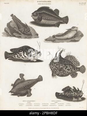 Lumpsucker, Cyclopterus lumpus 1, Cornish sucker, Lepadogaster purpurea 2, unghie comuni, Liparis liparis 3, rana pescatrice, Antennarius specie 4, pesce pescatore, histrio histrio 5, Batfish brasiliano, Ogcocephalus vespertilio 6, e rana pescatrice dipinta, Antennarius pictus 7. Incisione su copperplate di Thomas Milton dalla Cyclopedia di Abraham Rees o Dizionario universale delle Arti, delle Scienze e della Letteratura, Longman, Hurst, Rees e Orme, Paternoster Row, Londra, 1 ottobre 1807. Foto Stock