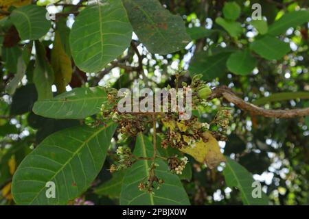 Primo piano di un'infiorescenza ramificata con un anacardio immaturo su un albero di anacardi (Anacardium Occidentale) in natura Foto Stock