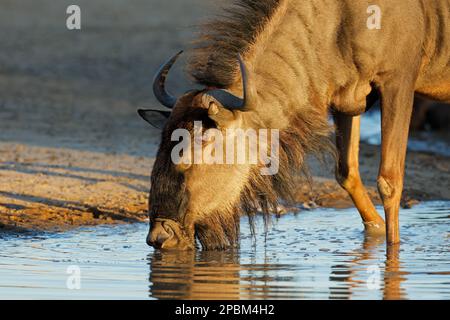Ritratto di un wildebeest blu (Connochaetes taurinus) acqua potabile, deserto di Kalahari, Sudafrica Foto Stock