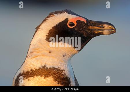 Ritratto di un pinguino africano in via di estinzione (Spheniscus demersus), Sudafrica Foto Stock