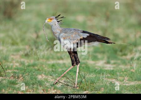 Un uccello di segretaria (Sagittario serpentario) che caccia in habitat naturale, Sudafrica Foto Stock