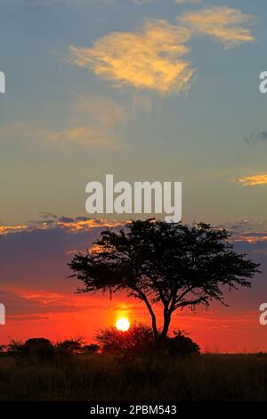 Tramonto panoramico sulla savana africana con albero a silhouette e cielo rosso, Sudafrica Foto Stock