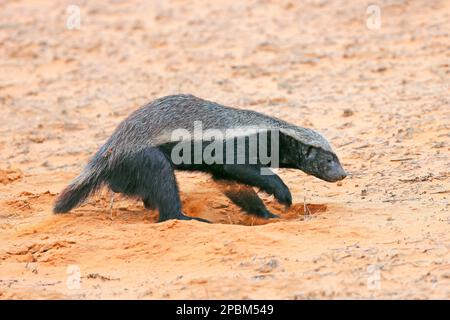 Un tasso di miele (Melivora capensis) in habitat naturale, deserto di Kalahari, Sudafrica Foto Stock