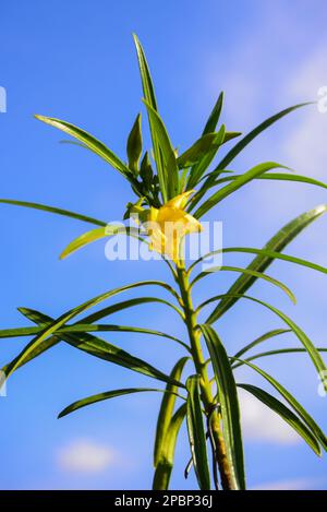 Cascabela thevetia fiore giallo Foto Stock