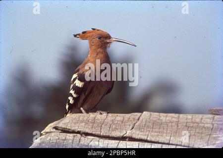 Le Hoopoes sono uccelli colorati che si trovano in Africa, Asia ed Europa, notevoli per la loro caratteristica 'corona' di piume. Sono riconosciute tre specie viventi e una estinta, anche se per molti anni tutte le specie estinte sono state raggruppate come una singola specie: L'Upupa epops. Foto Stock