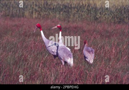 La gru sarus (Grus antigone) è una grande gru non migratoria che si trova in alcune parti del subcontinente indiano, nel sud-est asiatico e in Australia. Sarus indiano. Lo stato indiano di Uttar Pradesh ha dichiarato la gru sarus come suo uccello ufficiale di stato. Foto Stock