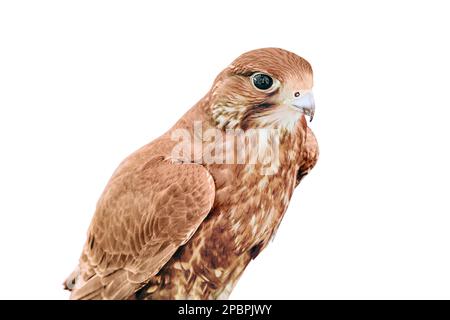 Falcon si siede sul guanto di un cacciatore vestito in stile retrò, isolato su uno sfondo bianco. Sfondo rosso, falconeria, rapace e giovane uomo con Foto Stock