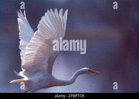 Gli aironi (Ardeidi) sono aironi, generalmente uccelli di guado a zampe lunghe, che hanno un piumaggio bianco o di buff, che sviluppano pumetti fini (di solito bianco latteo) durante l'allevamento Foto Stock