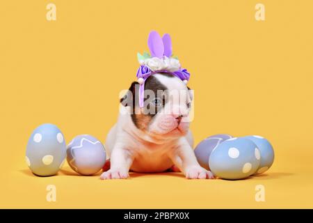 Cucciolo di cane Bulldog francese Tan pied con orecchie di coniglio di Pasqua e uova su sfondo giallo Foto Stock