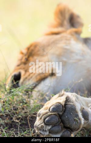 Paw del Leone di un leone che riposa nell'erba Foto Stock