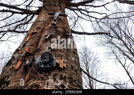 molte vecchie croci con gesù su un unico albero gnarled nella foresta Foto Stock