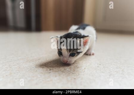 Piccolo gattino neonato che striscio sul pavimento . Foto di alta qualità Foto Stock