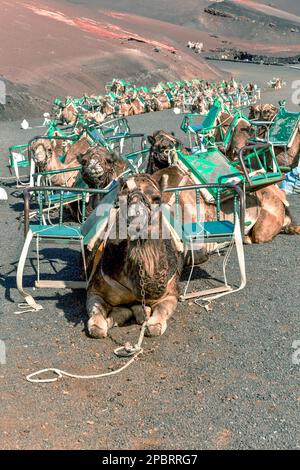 Cammelli nel Parco Nazionale di Timanfaya in attesa per i turisti, Lanzarote, Isole Canarie, Spagna Foto Stock