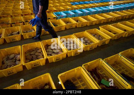 (230313) -- FUKUSHIMA, 13 marzo 2023 (Xinhua) -- questa foto scattata il 8 marzo 2023 mostra il pesce appena pescato in un mercato del pesce a Soma City, Prefettura di Fukushima, Giappone. Colpita da un terremoto di magnitudo-9,0 e dallo tsunami che ha colpito il nord-est del Giappone il 11 marzo 2011, la centrale ha subito crolli, con un incidente nucleare di livello 7, il più alto della scala internazionale degli eventi nucleari e radiologici. Dodici anni dopo l'incidente del 2011 che ha traumatizzato l'industria della pesca di Fukushima, i pescatori locali lottano ancora per la ripresa. Mentre il Giappone va avanti con il dumping tonnellate Foto Stock