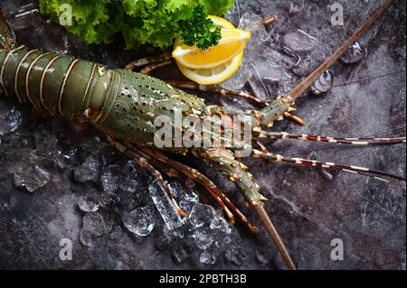 aragosta spinosa a base di pesce su ghiaccio, aragosta fresca o aragosta di roccia con erbe e spezie coriandolo al limone prezzemolo su fondo scuro, aragosta cruda per coo Foto Stock