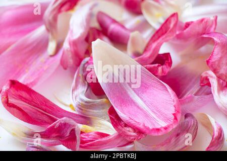 Tulipani appassiti su fondo bianco primo piano, un vecchio bouquet di fiori Foto Stock